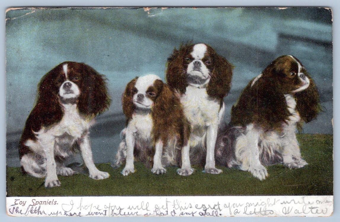 1907 TOY SPANIELS DOGS PUPPIES PAYETTE IDAHO POSTMARK ANTIQUE POSTCARD