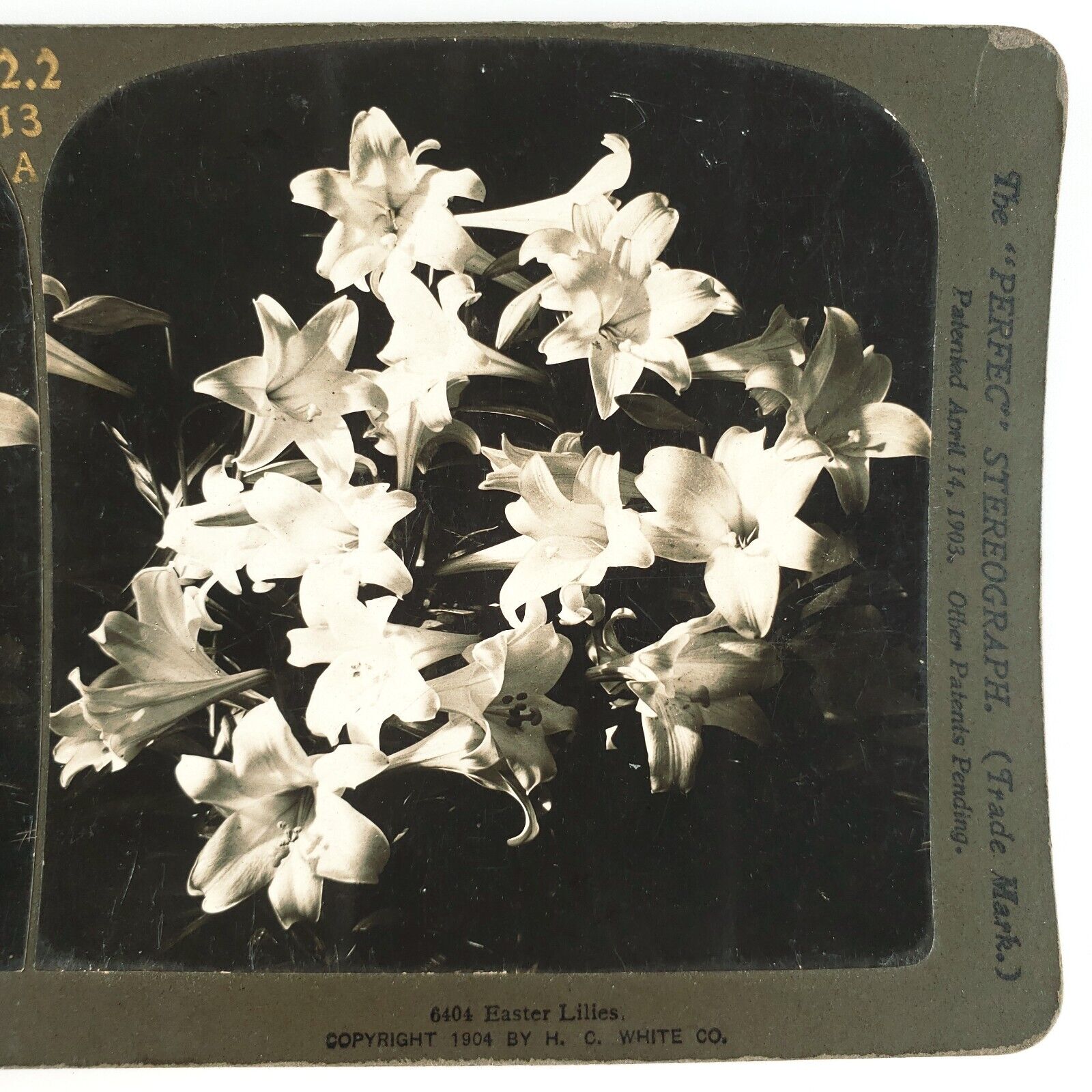 Easter Lilies Still Life Stereoview c1904 H C White Lily Flowers Photo H1681