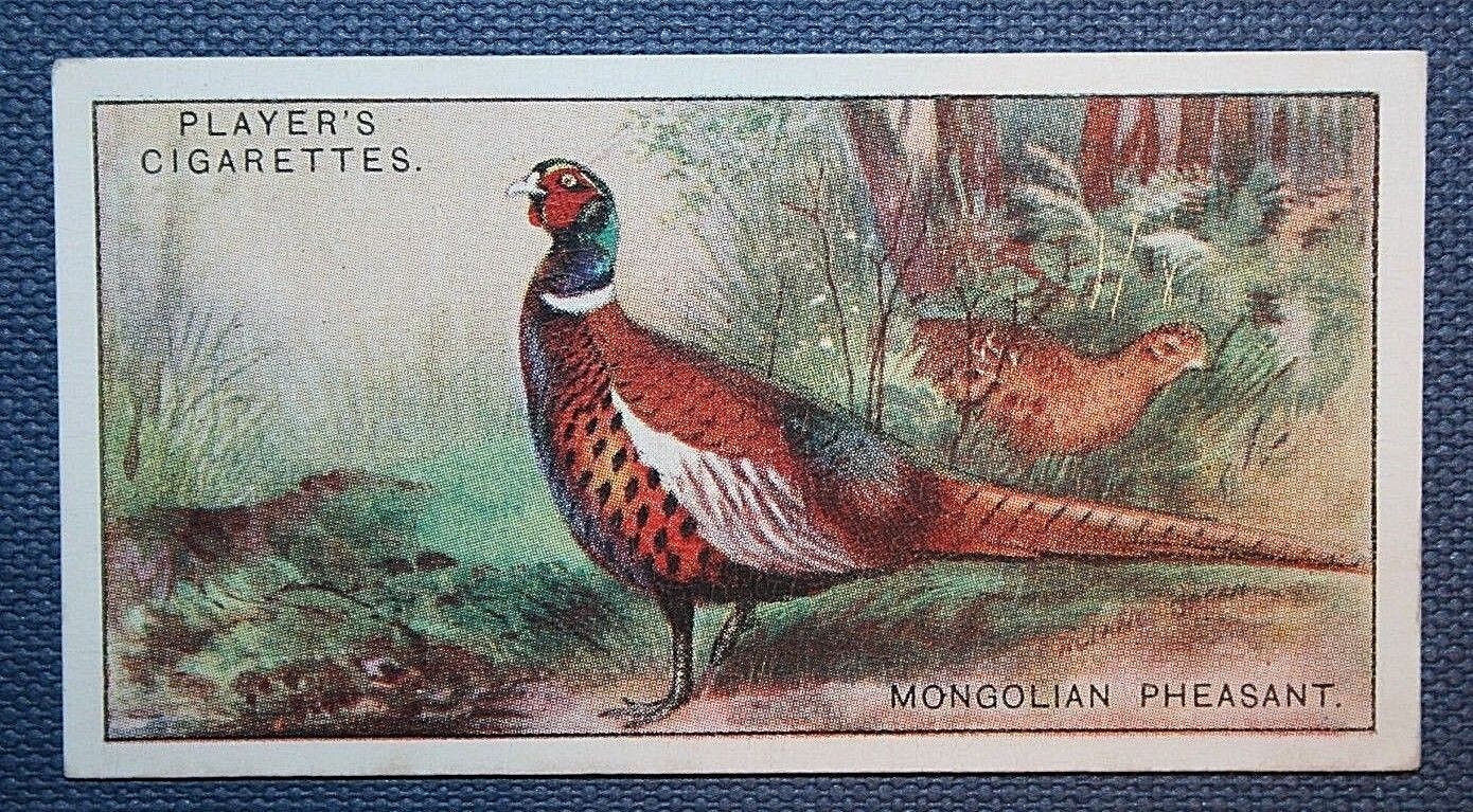COMMON PHEASANT  Mongolian Variety  Vintage 1920's Card    CD20