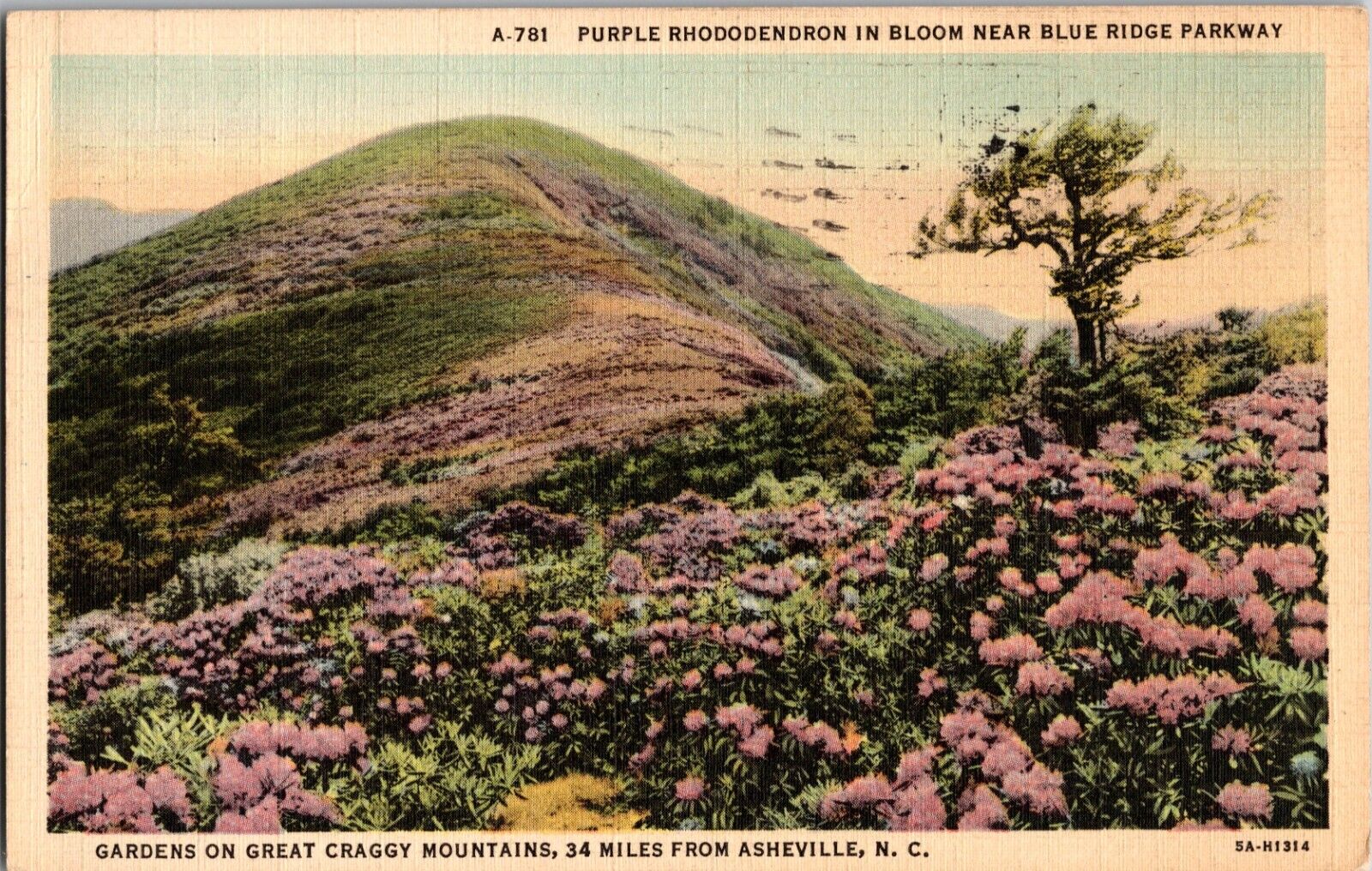 Linen~Purple Rhododendron In Bloom Near Blue Ridge Parkway~Vintage Postcard (D3)