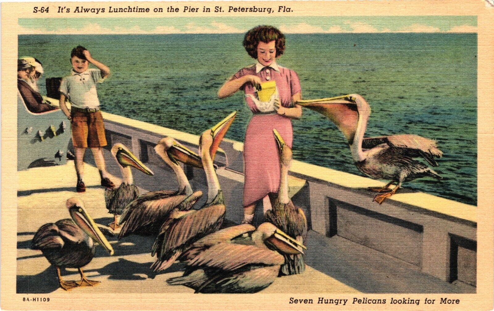 Hungry Pelicans Birds Pier ST PETERSBURG Florida FL Postcard