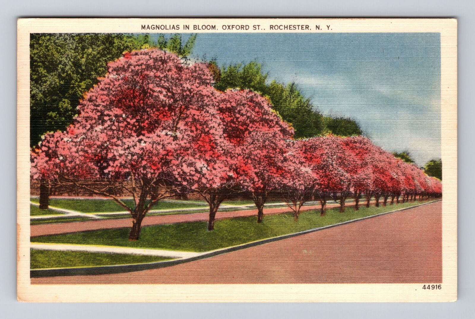 Rochester NY- New York, Magnolias In Bloom, Antique, Vintage c1949 Postcard