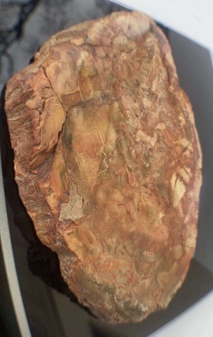 Petrified Wood Slab 308 Gram/both Sides Polished,Bark Ring On/Beautiful Specimen
