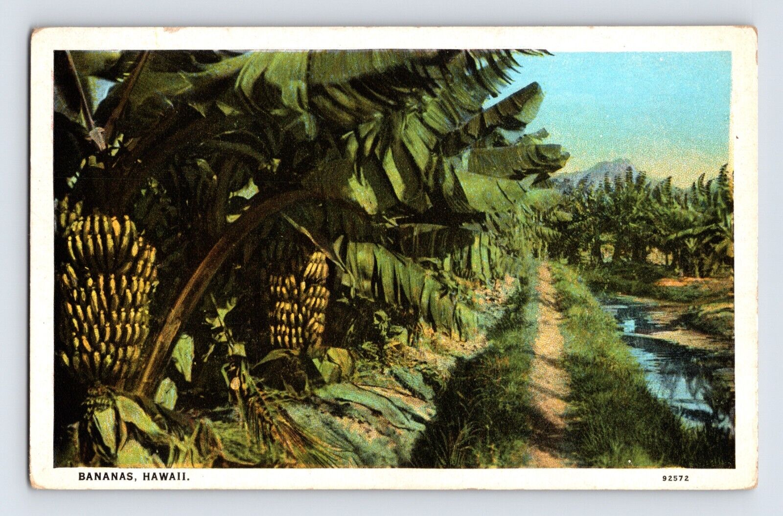 Postcard Hawaii Banana Tree 1930s Unposted White Border