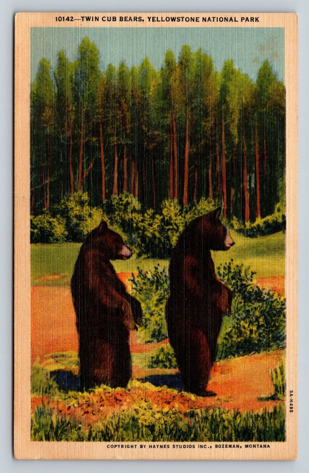 Twin Cub Bears YELLOWSTONE NATIONAL PARK VINTAGE Linen Postcard