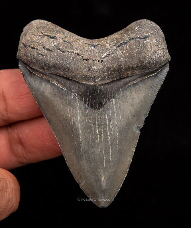 Super Venice Fossil Megalodon Shark Tooth 3.24\