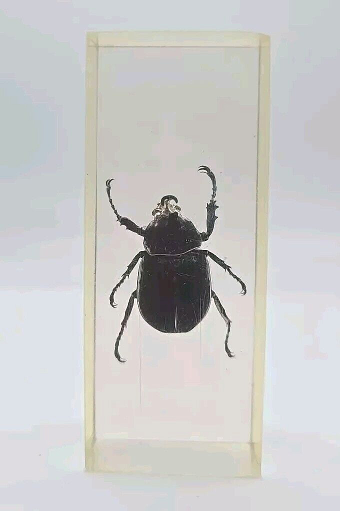 Vintage Big Black Rhinoceros Beetle Epoxy Resin Taxidermy Beetle Insect 4.5\