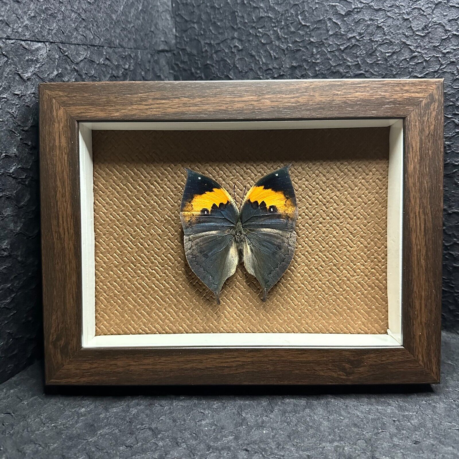 Real Butterfly Specimen Shadow Display Box Home decor (Kallima inachus)