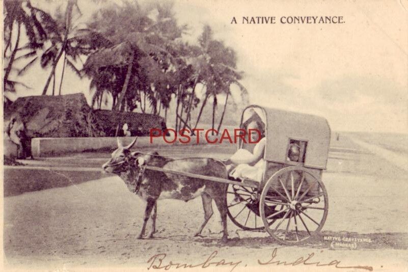 pre-1907 MADRAS, INDIA - A NATIVE CONVEYANCE (steer-drawn cart) 1903