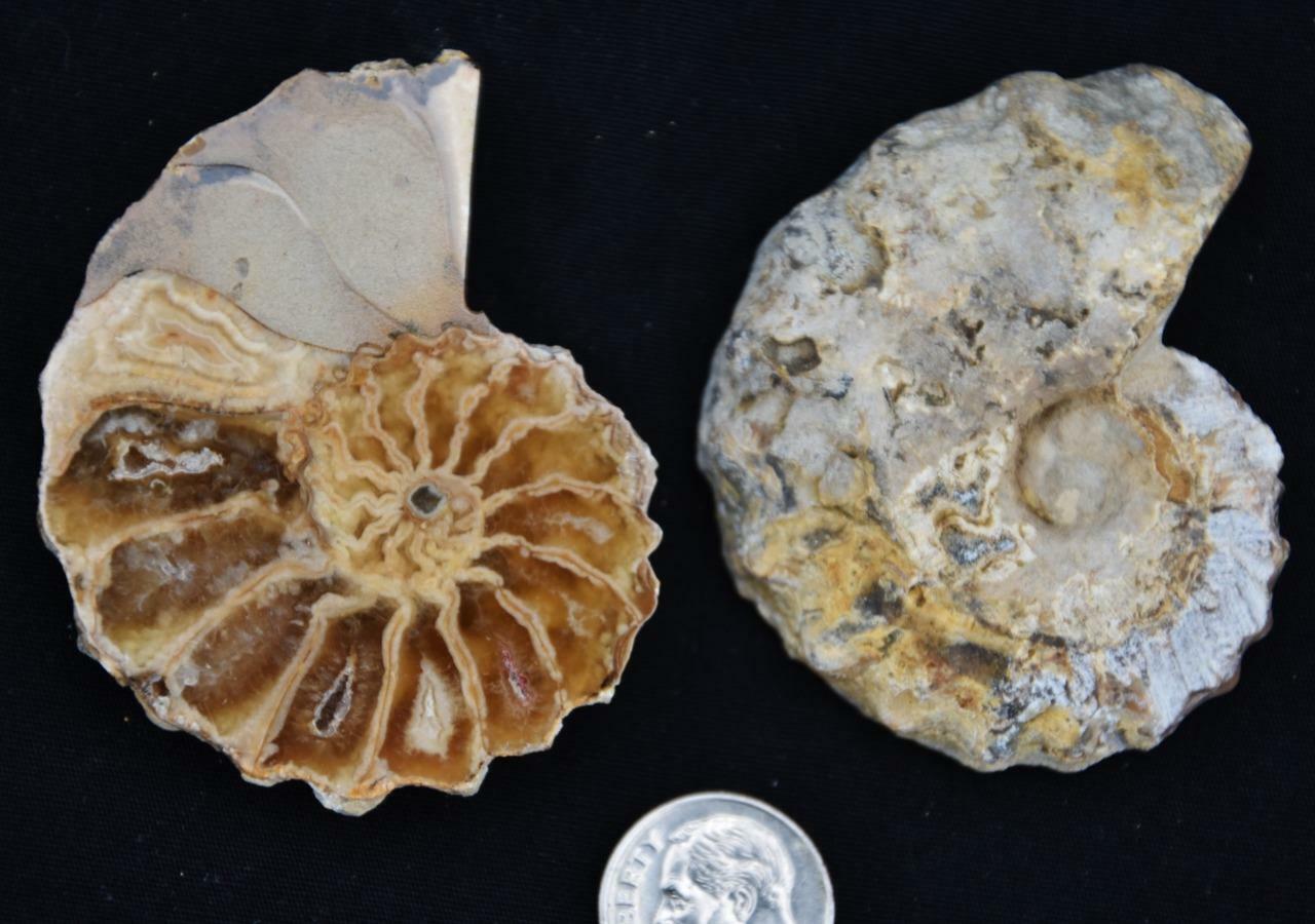 3362 Rare Texas Pair Ammonite Medium 57mm Calycoceras Tarrant County Fossil 2.2\