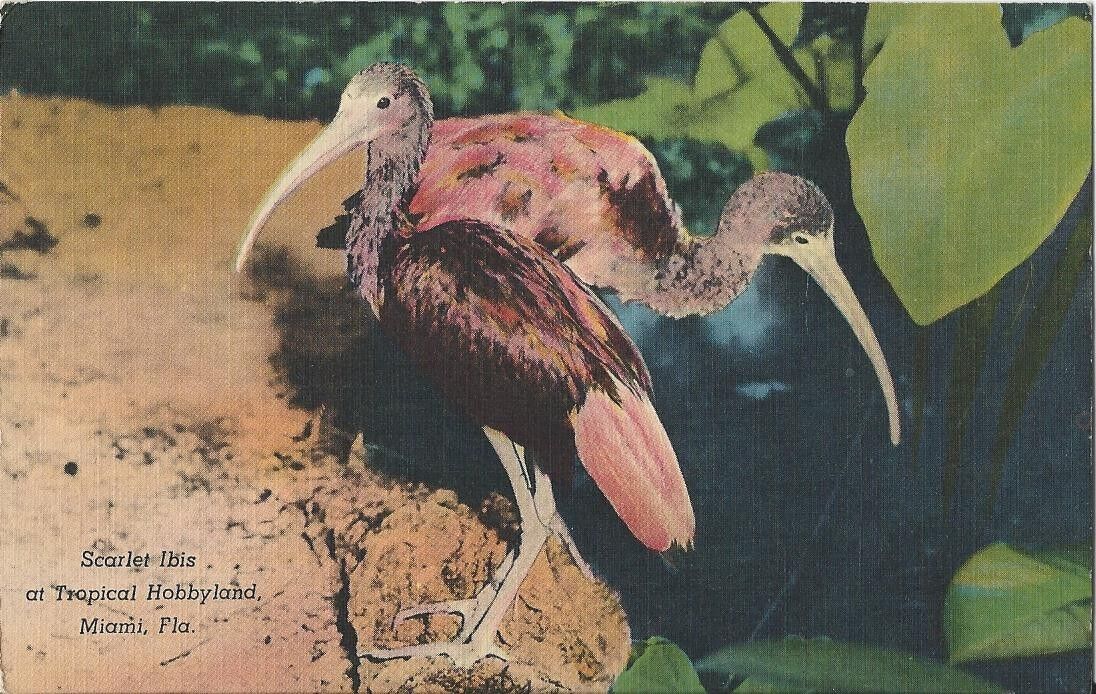 Postcard FL Florida Miami Scarlet Ibis Tropical Hobbyland 1949 Linen