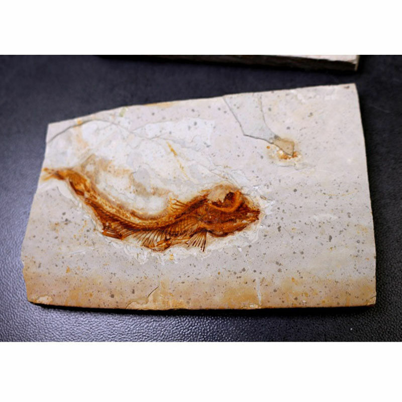 150 Million Years Ago Genuine Bony Fosslien Lycoptera Real Fossil Fish China
