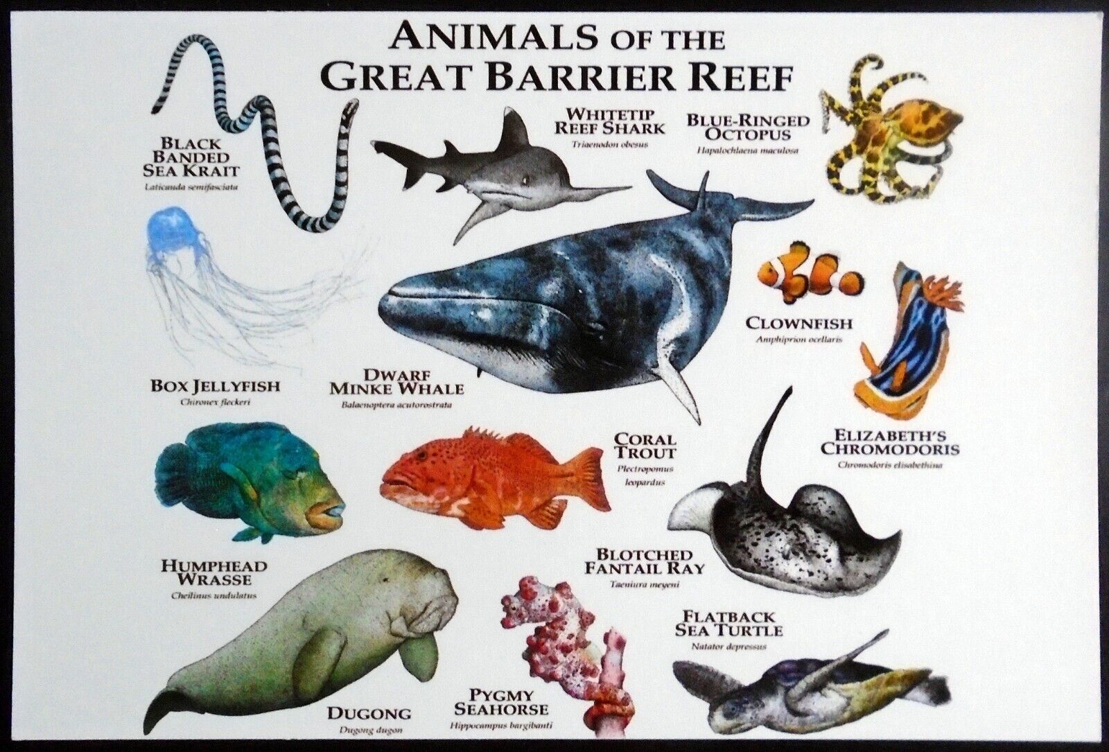 Café Press, Great Barrier Reef Animals Dwarf Minke Whale Clownfish  Sea Snake