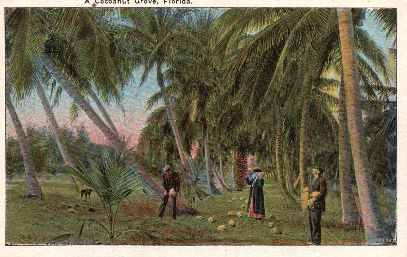 Postcard FL A Cocoanut Grove Florida People Divided Back Vintage PC H8302