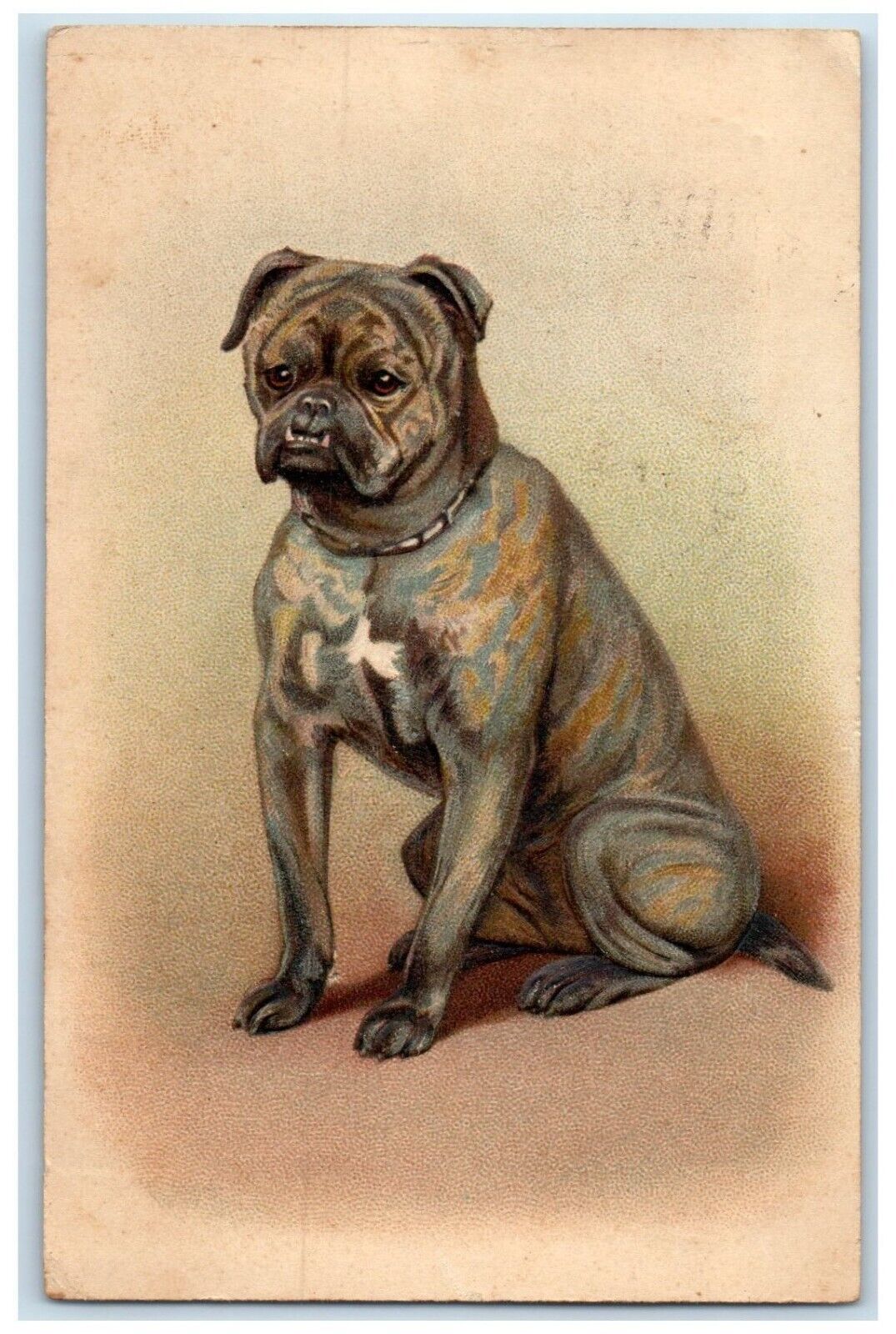 1912 Bull Dog Animal Embossed Elizabeth Illinois IL Antique Postcard