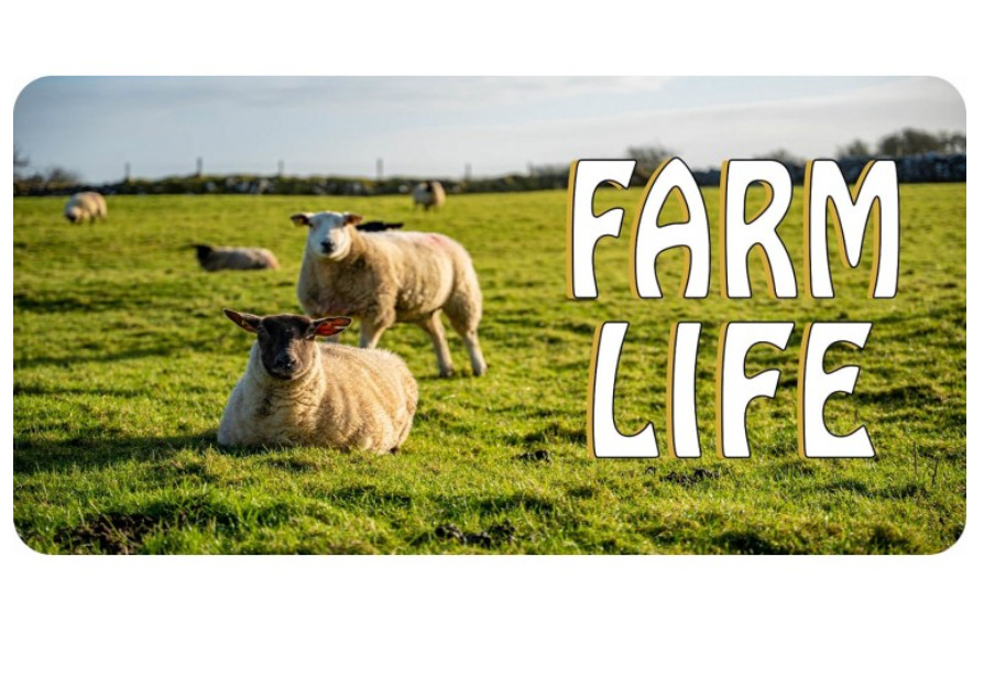 FARM LIFE SHEEP USA MADE LICENSE PLATE
