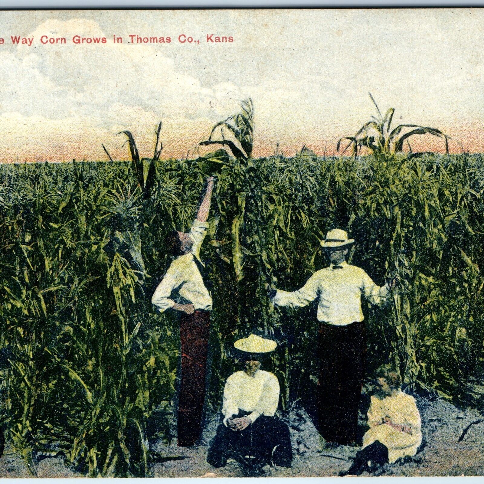 c1910s Thomas County, Kans. The Way Corn Grows Postcard JB Hampton Colby KS A73