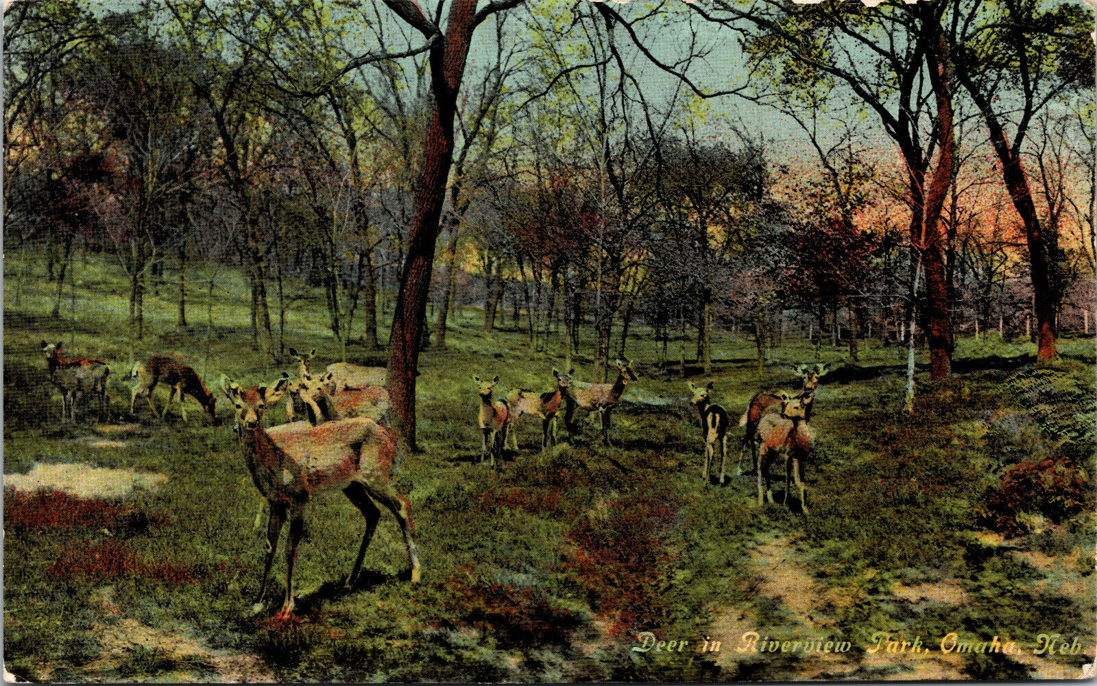 c1910s Deer in Riverview Park Omaha Nebraska Vintage Postcard 
