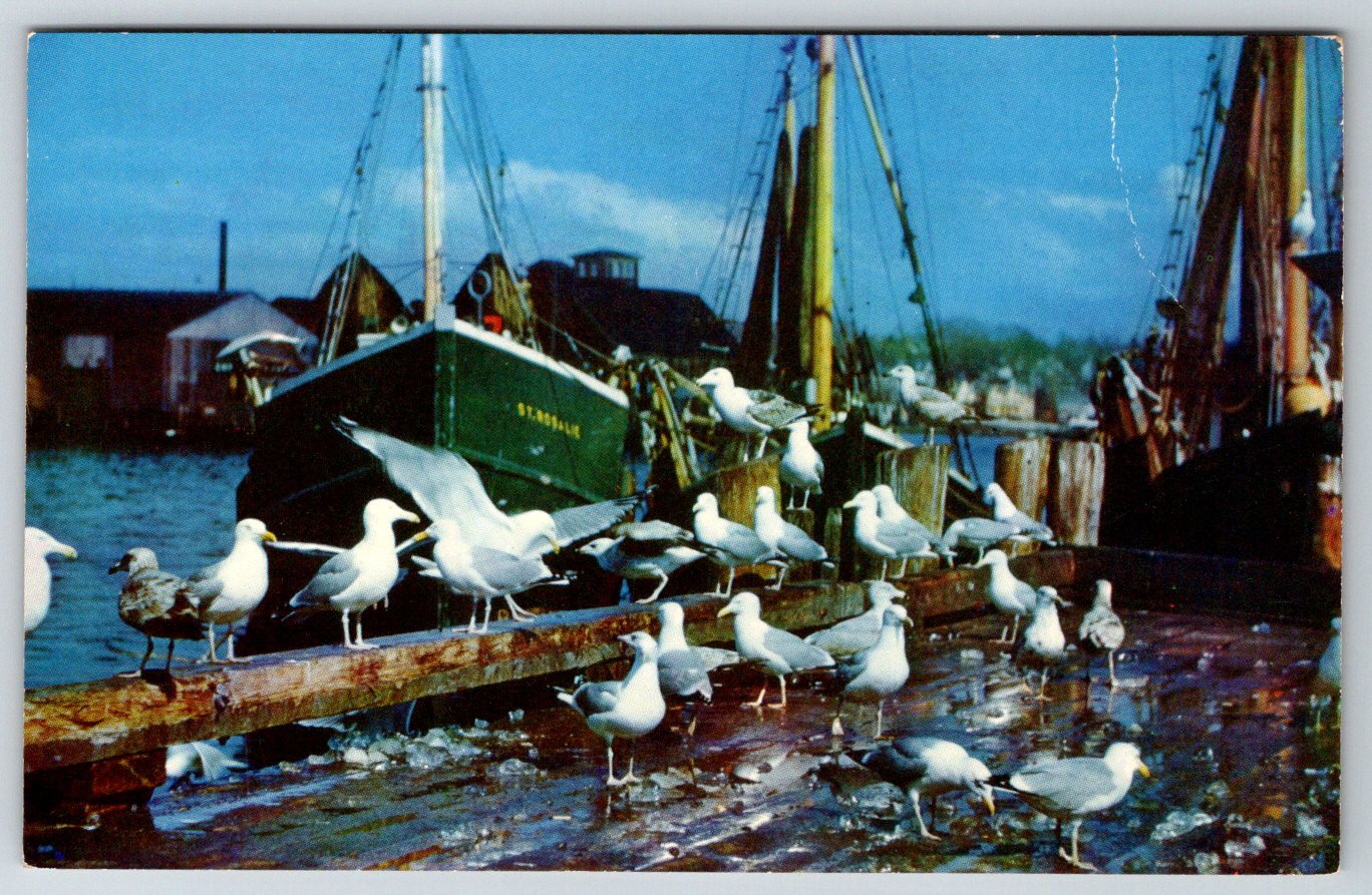 c1960s Feast of the Gulls Seagulls Birds Vintage Postcard