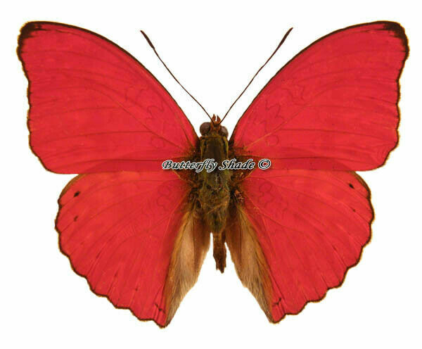 Unmounted Butterfly / Nymphalidae - Cymothoe sangaris sangaris, male, A-