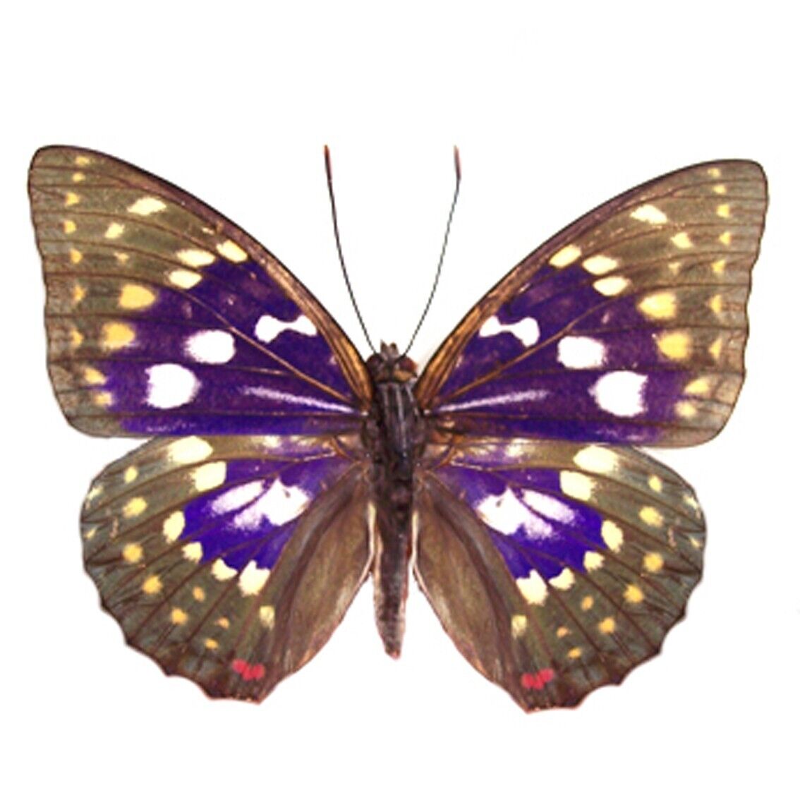 collection folded unmounted REAL butterfly nymphalidae sasakia charonda CHINA