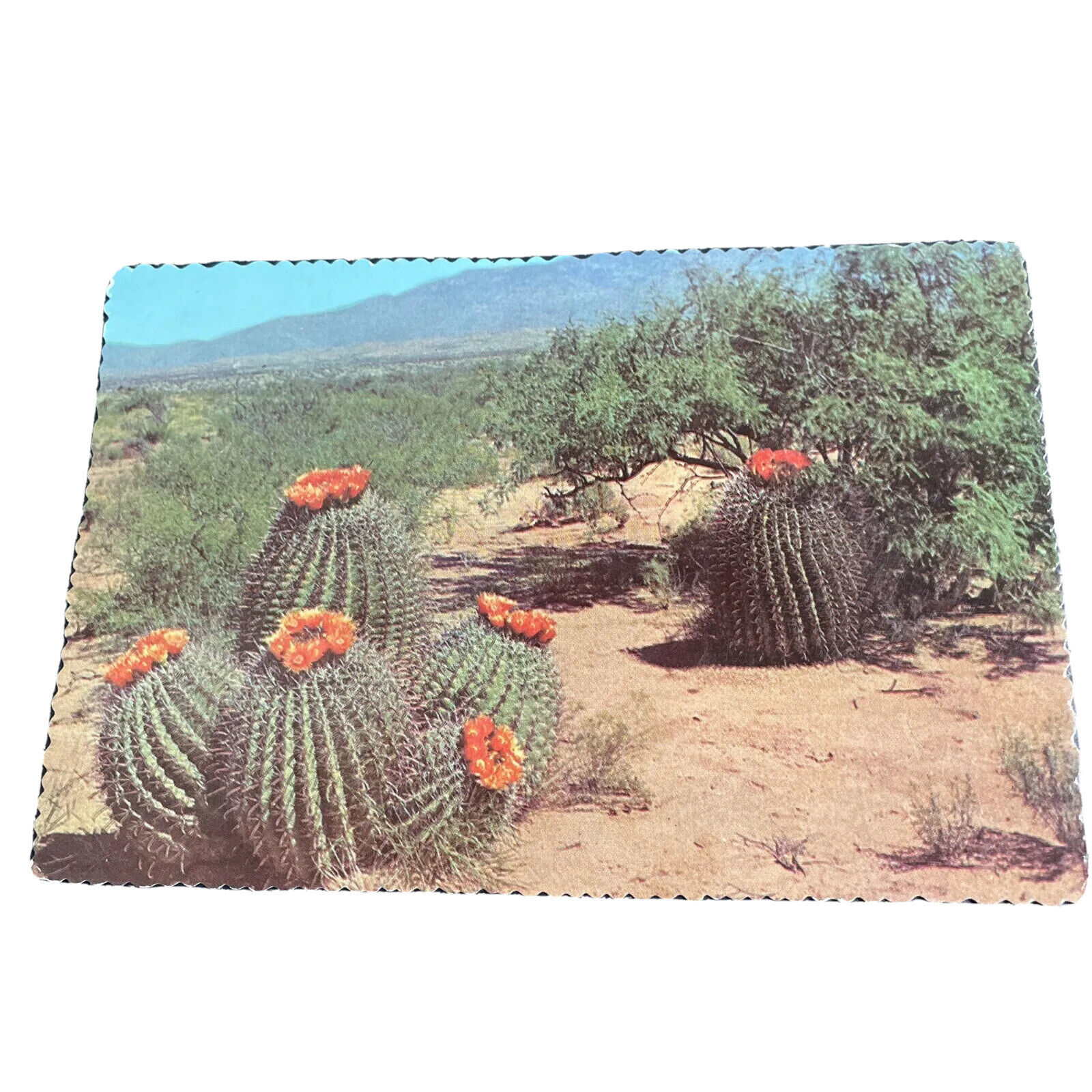 Barrel Cactus Scenic Desert Petly Old Card View Vintage