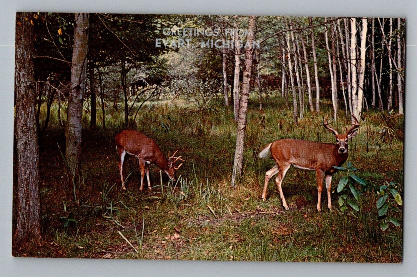 Greetings From Evart Michigan MI Deer In Woods Postcard 1950s