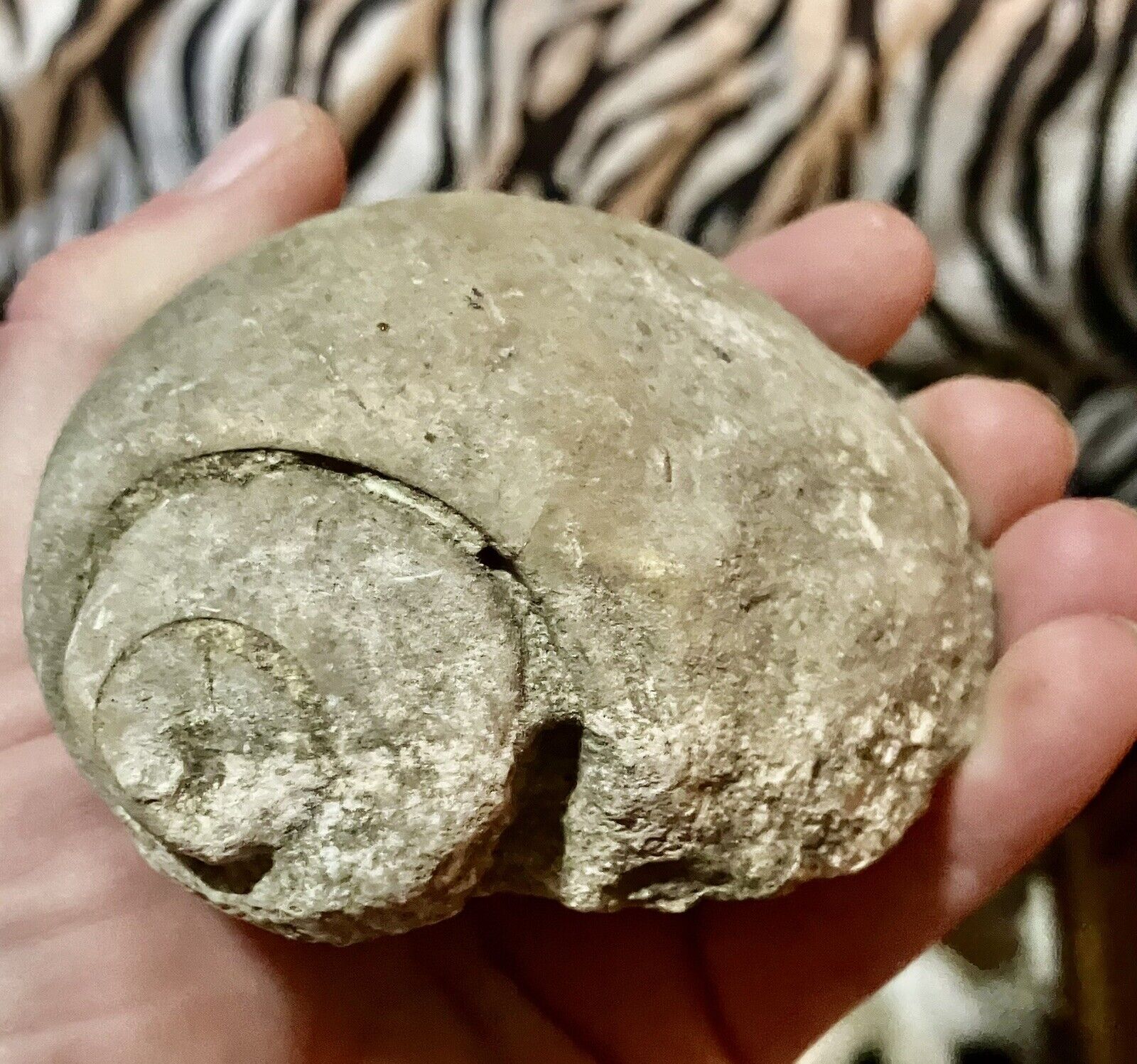 Giant Gastropod Snail Fossil  Found In Central Texas. 60,000,000 Yrs Old 10grams