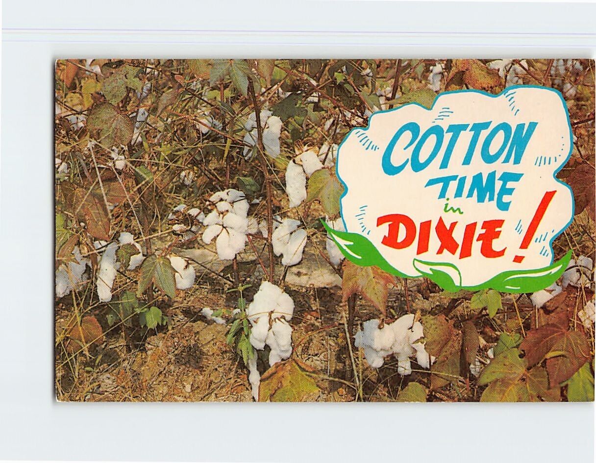 Postcard Cotton Time Dixie USA