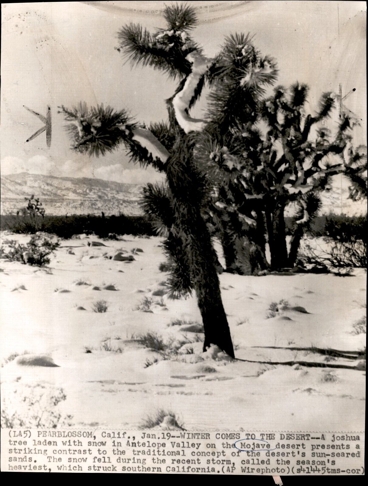 LG5 1955 AP Wire Photo WINTER COMES TO MOJAVE DESERT JOSHUA TREE COVERED IN SNOW