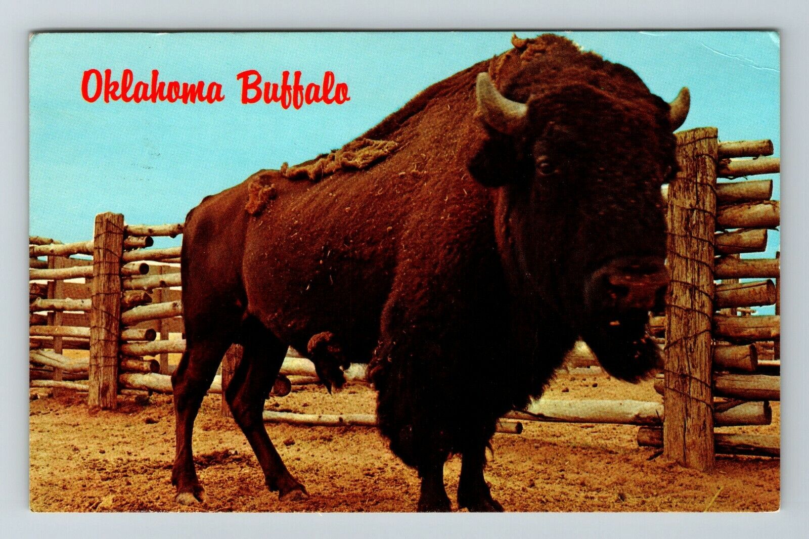 Buffalo In Oklahoma  Vintage Souvenir Postcard