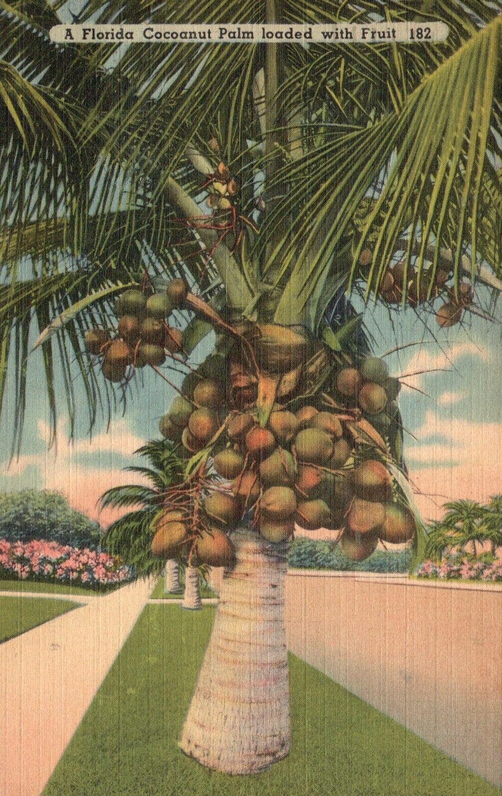Postcard FL Florida Cocoanut Palm Loaded with Fruit 1943 Linen Vintage PC J3335