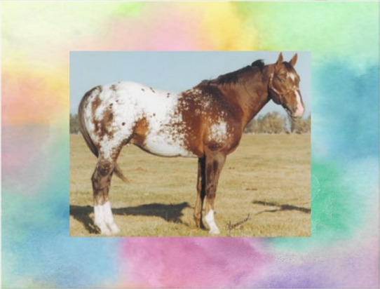 Appaloosa Stallion Horse Postcard - Double Or Nothin - ApHC - 6x4 IN Card