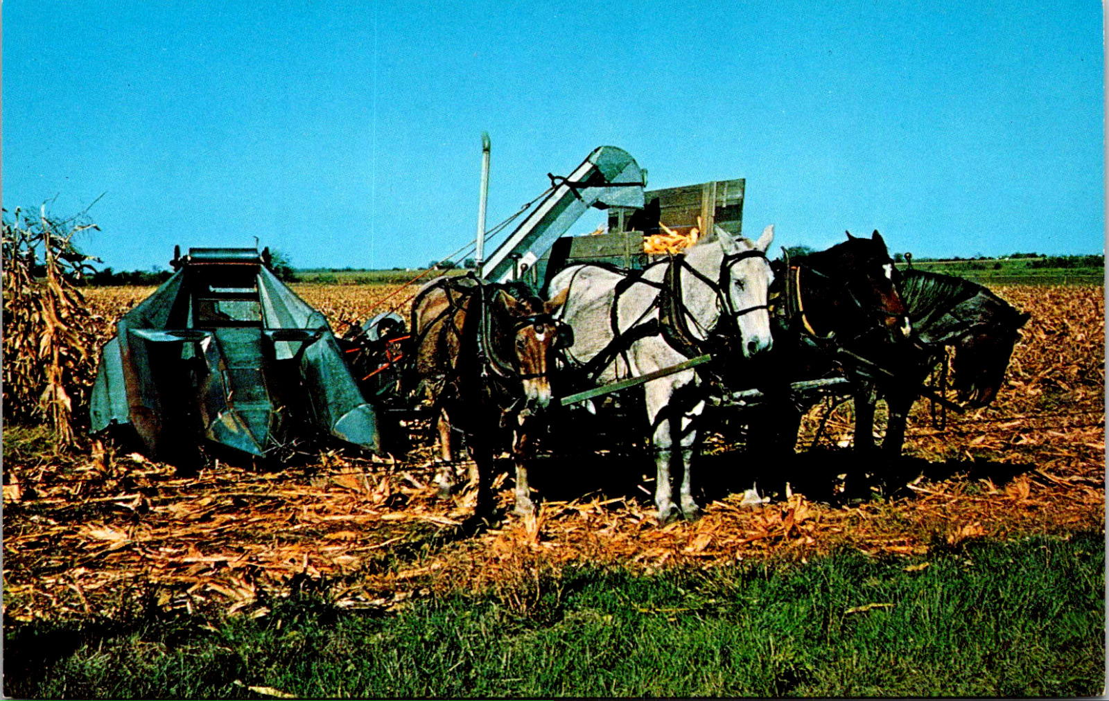 Postcard Arcola Illinois Amish Farm Horses Greetings From Rockome Vintage c1950s