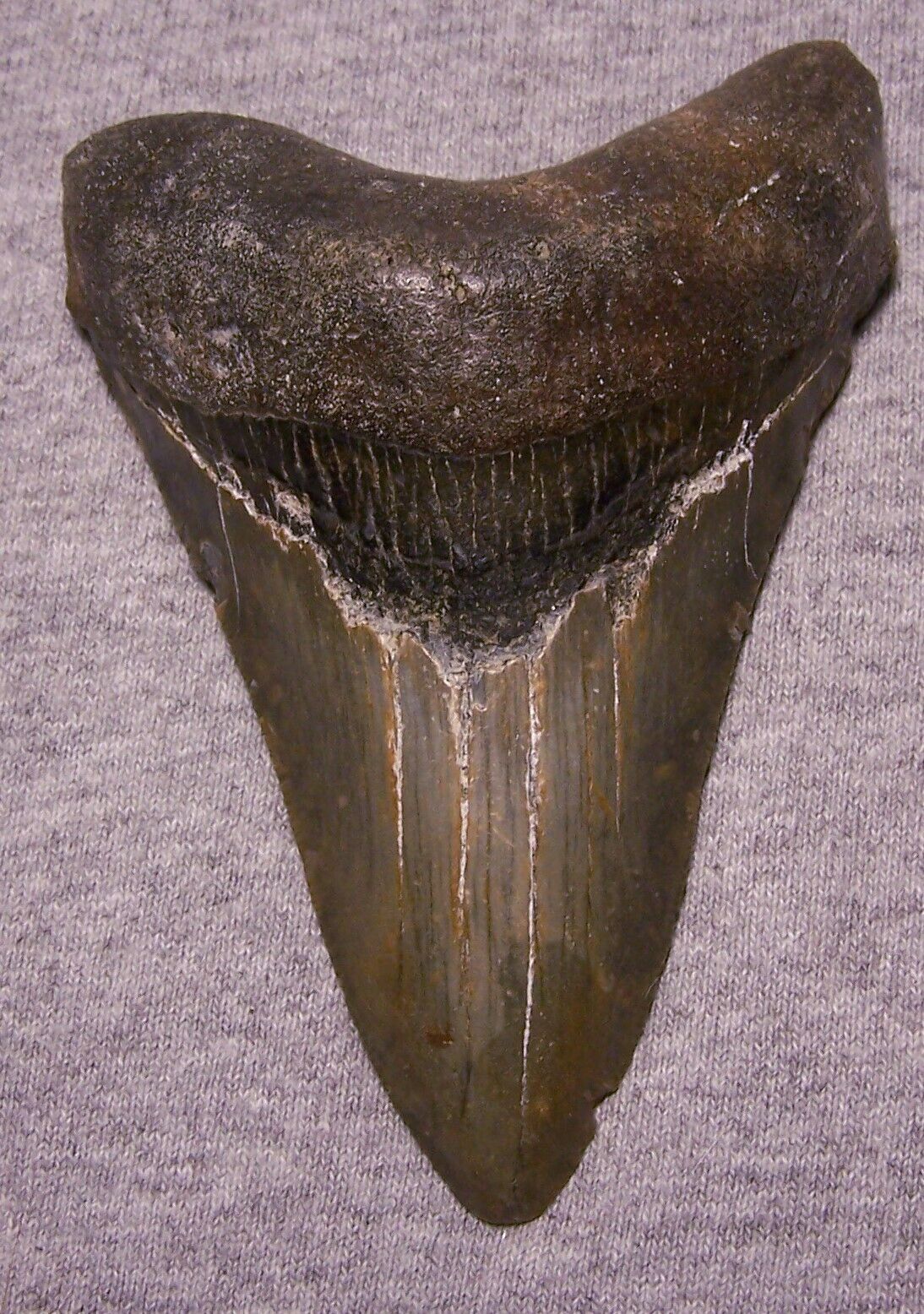 MEGALODON Shark Tooth 4 3/8\
