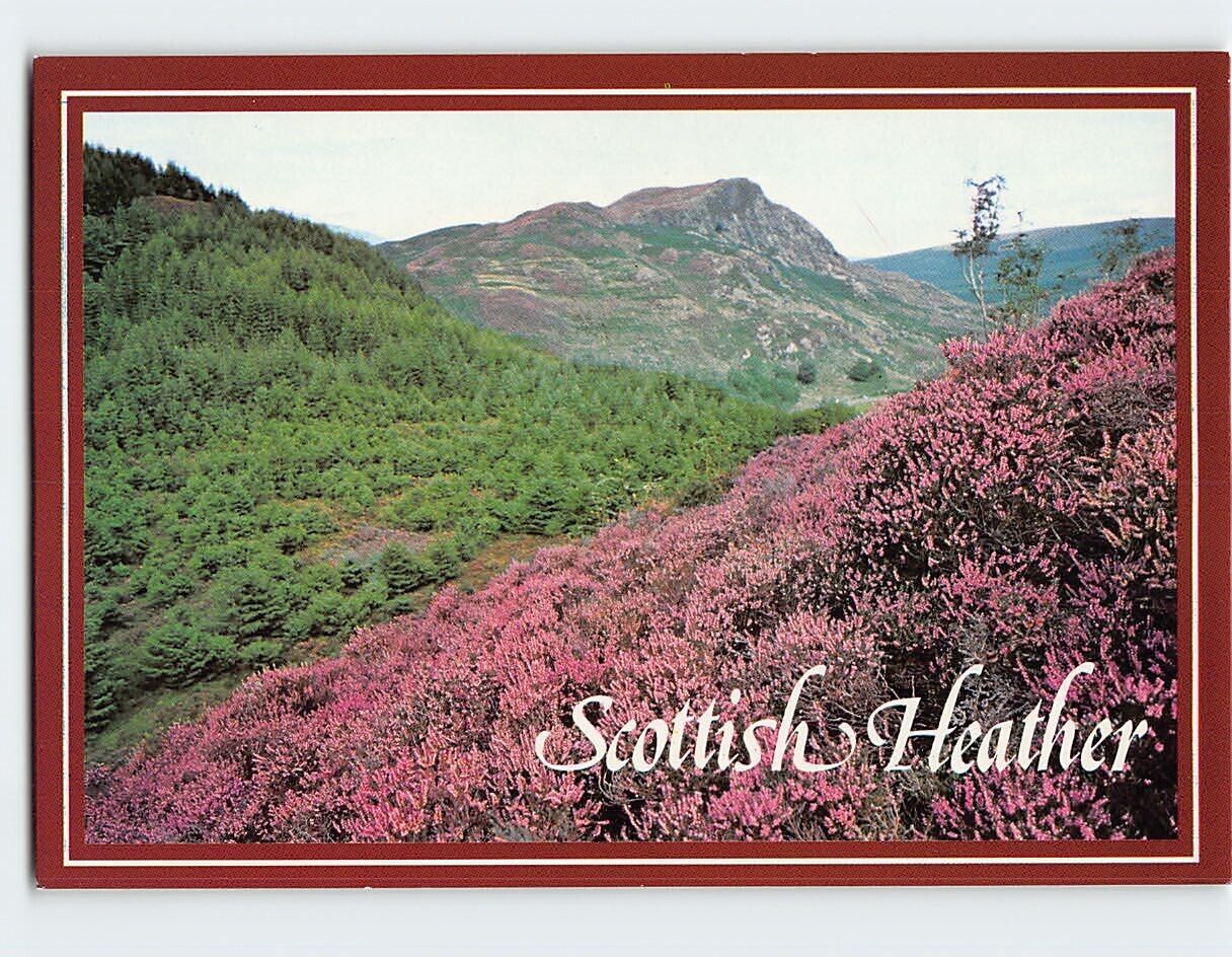Postcard Scottish Heather, Scotland