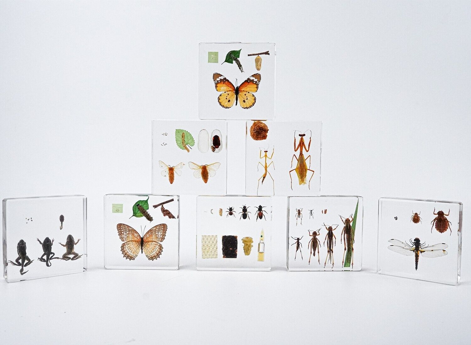 Life Cycle of Grasshopper specimen paperweight Taxidermy Collection embedded
