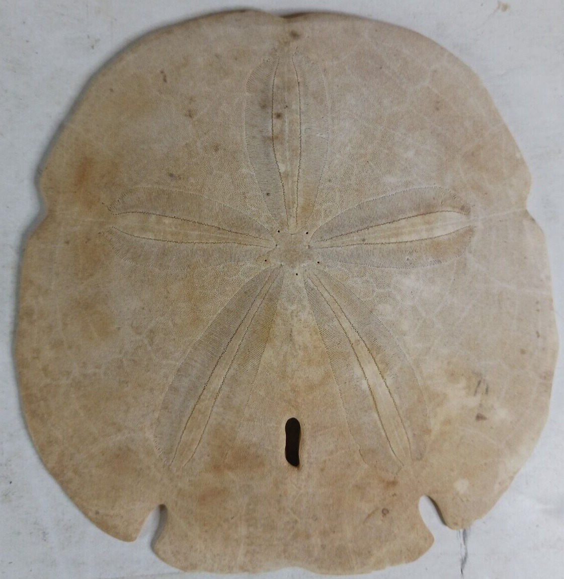 Sand Dollar | Cannon Beach Oregon 1979 | 5.5 in x 5 in Uncleaned