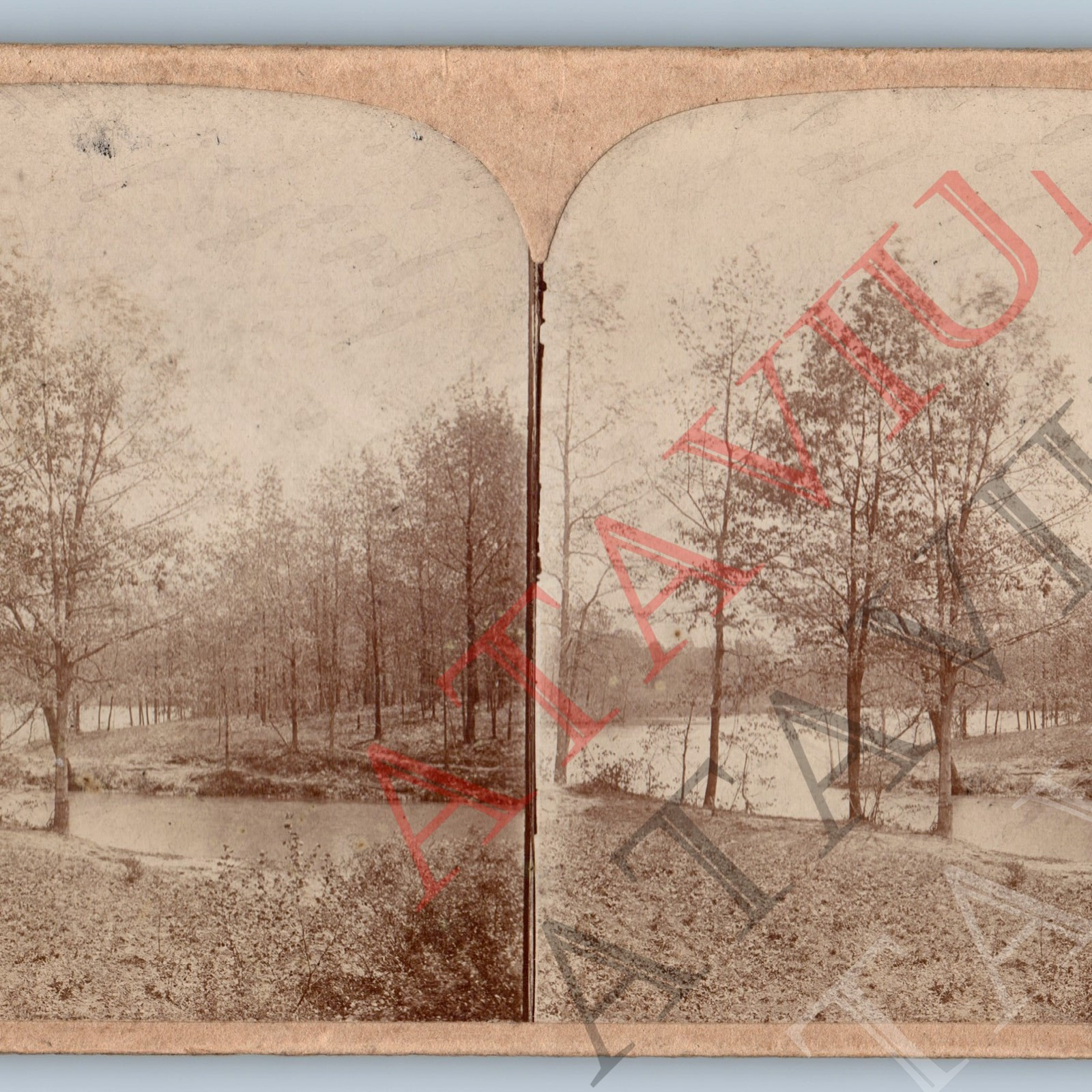 c1900s Generic Nature Lake Tree Real Photo Stereoview Forest Wood Pond Inlet V42