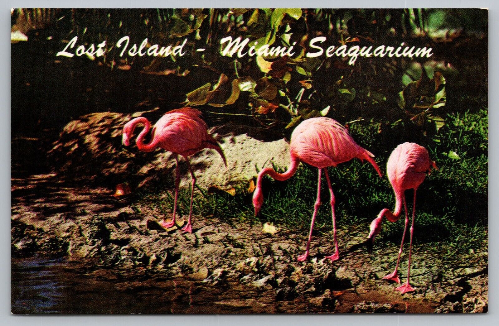Lost Island Miami Seaquarium Pink Flamingos Florida Postcard