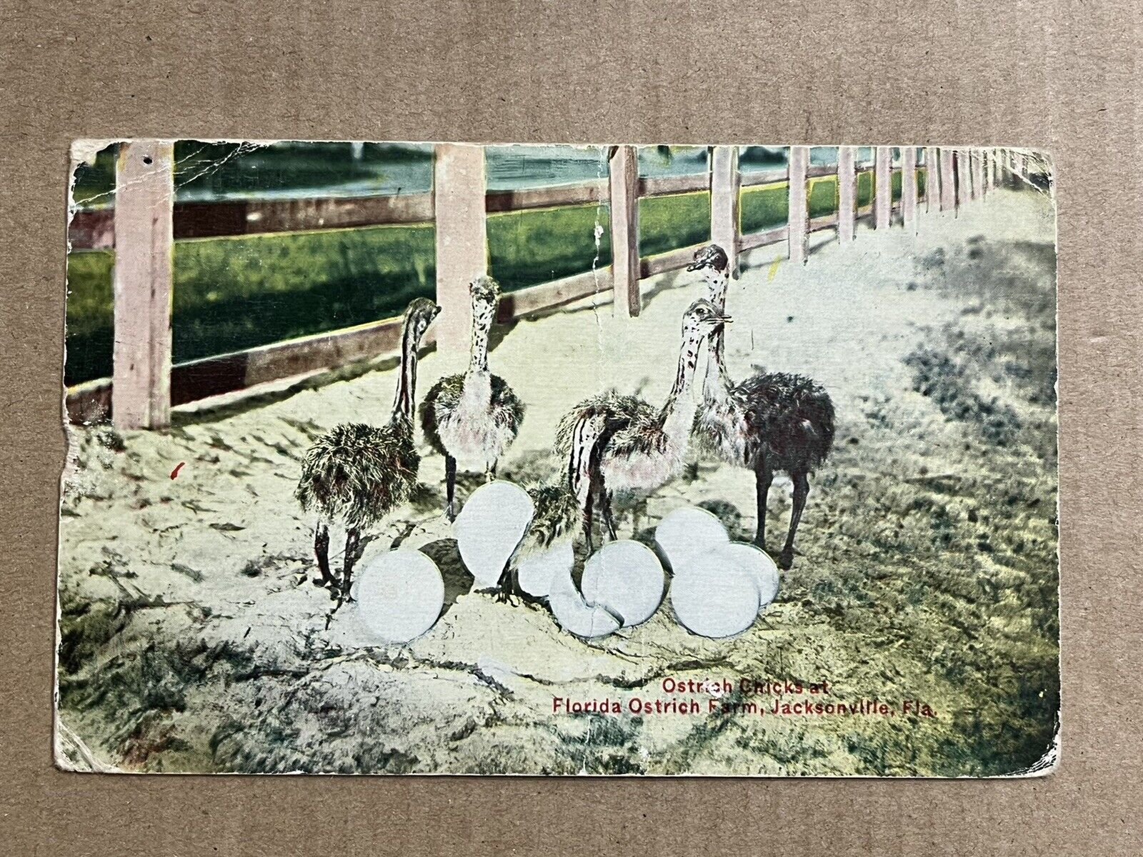 Postcard Jacksonville, FL Ostrich Farm Baby Chicks Hatched Eggs Posted 1911