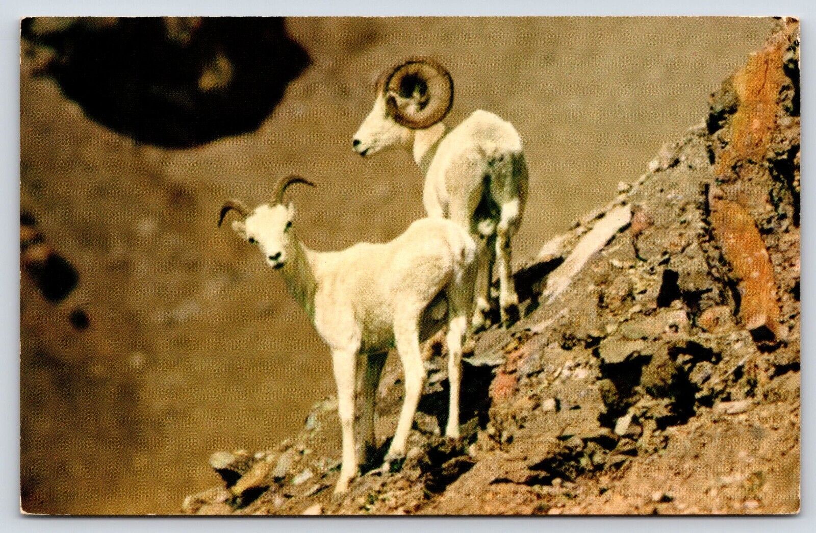 Two White Rams Dall Sheep Vintage Postcard