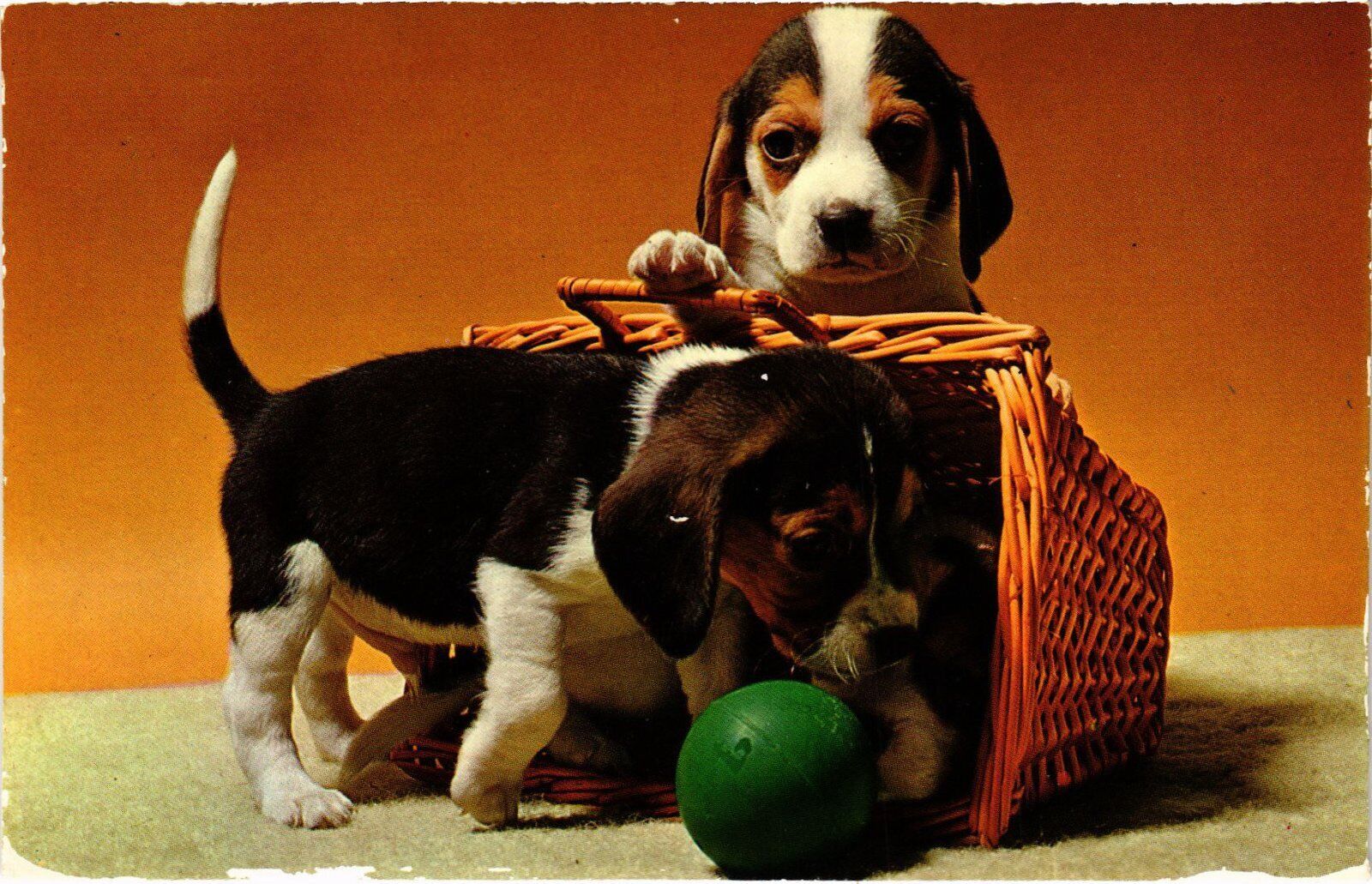 CPM AK Easter - Puppies - Egg Basket DOGS (1388398)