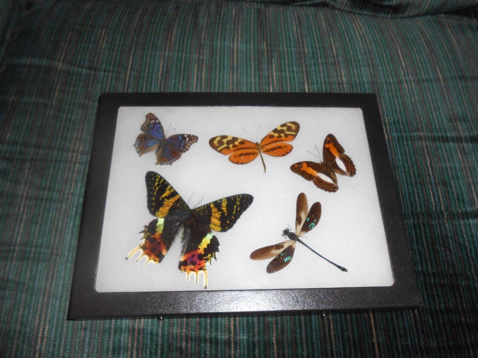 real framed mounted precis radama butterfly, Urania ripheus moth   #m19