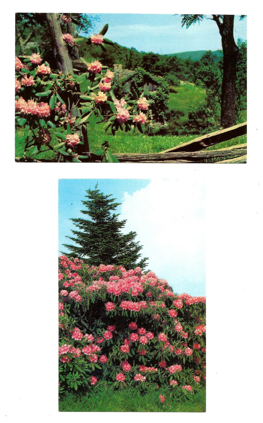 Rhododendron Flowers Appalachian Mountains 2 Postcards 1960s Vintage