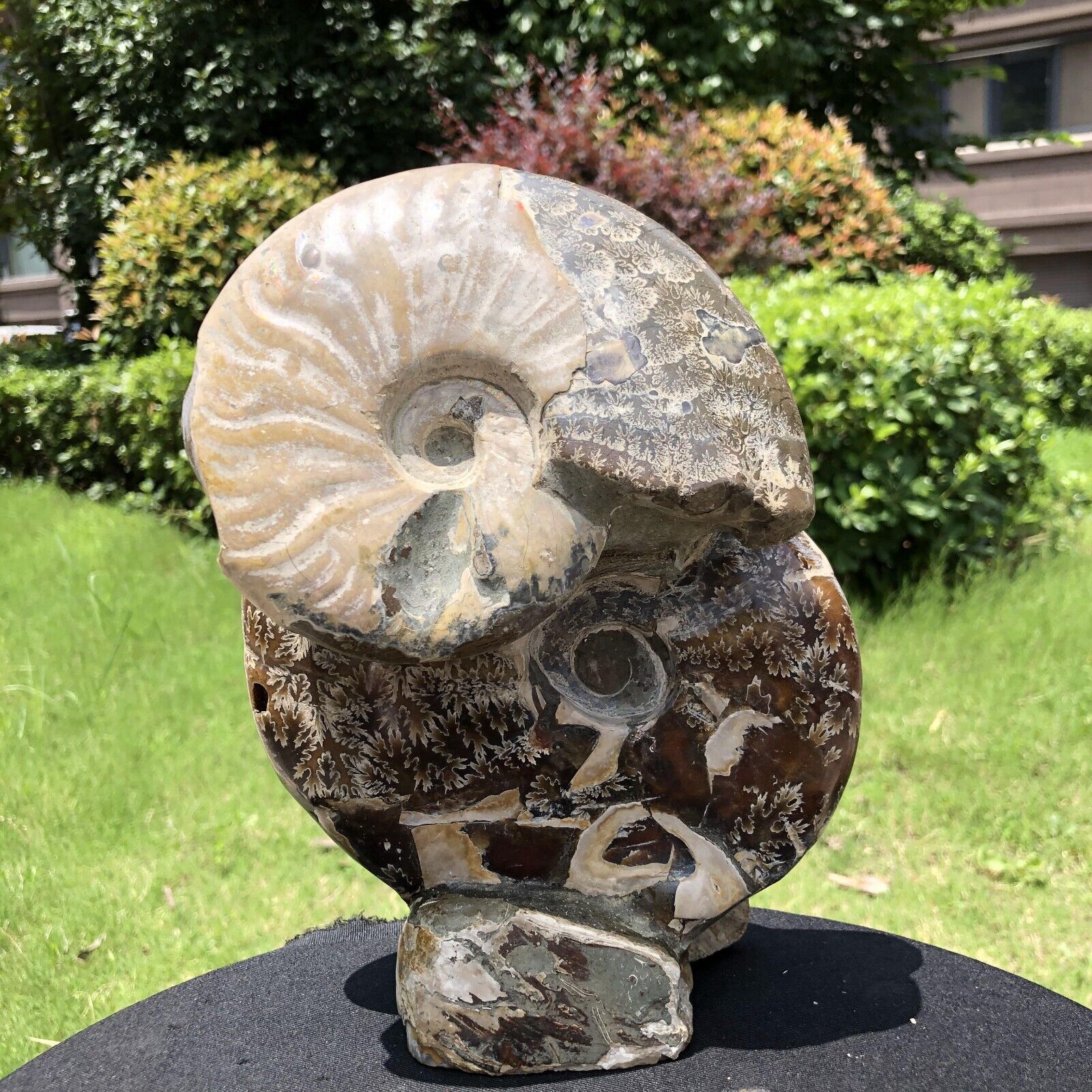 4.62LB Natural Large Beautiful Ammonite Fossil Conch Crystal Specimen Healing