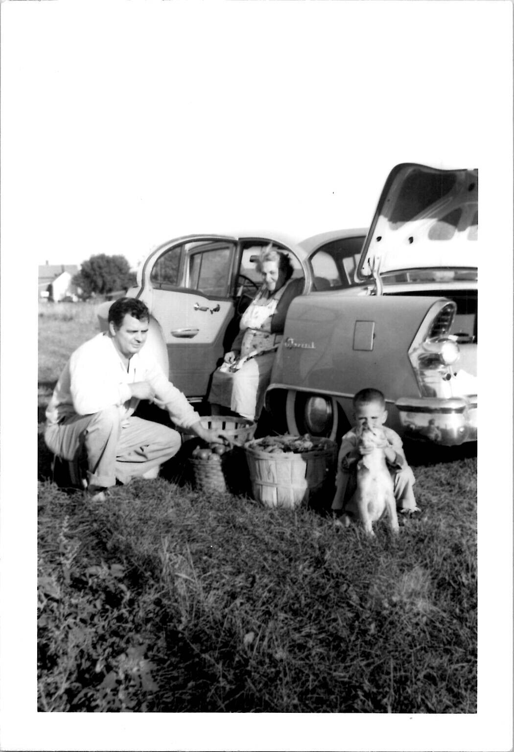Family Trunk of Car Harvesting Tomatoes Rural Americana 1950s Vintage Photograph
