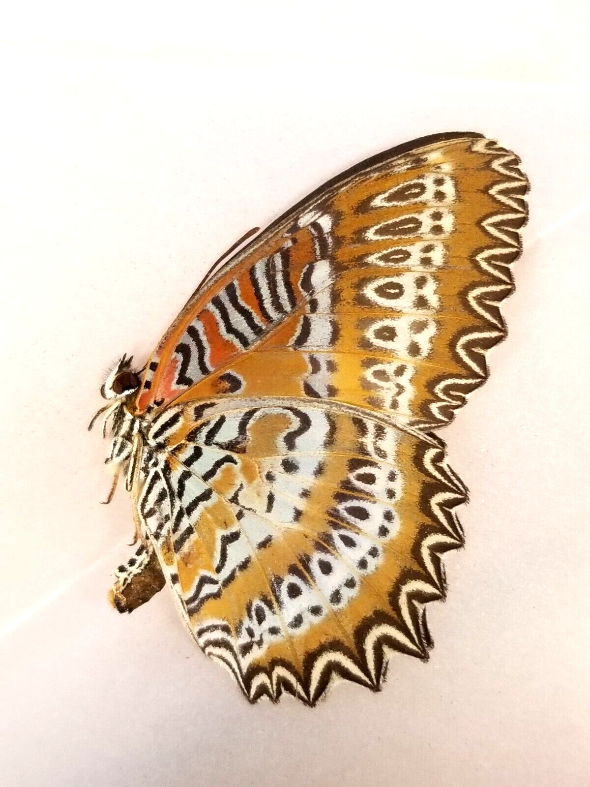 Unmounted Butterfly / Nymphalidae - Cethosia biblis biblis, FEMALE