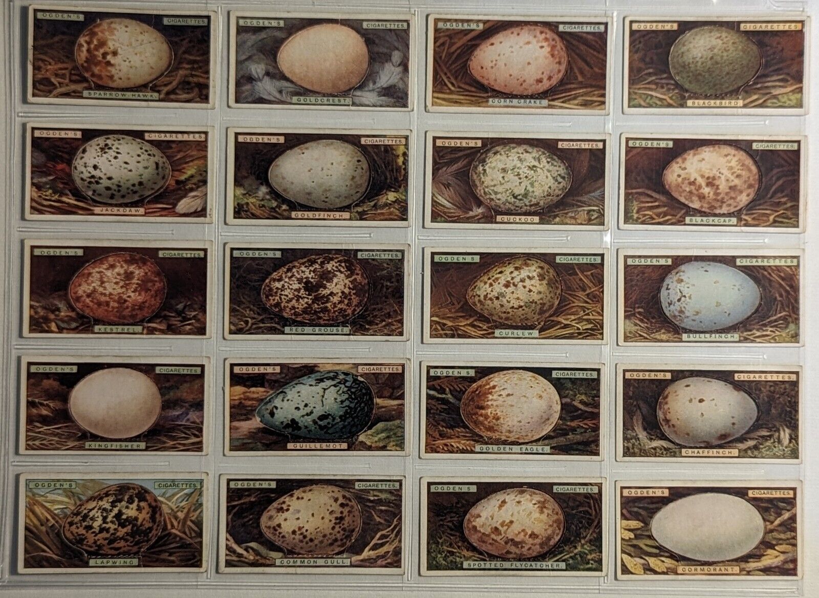 1923 Ogden's Cigarettes Bird's Eggs Cut-Outs Series Of 50 Cards Complete