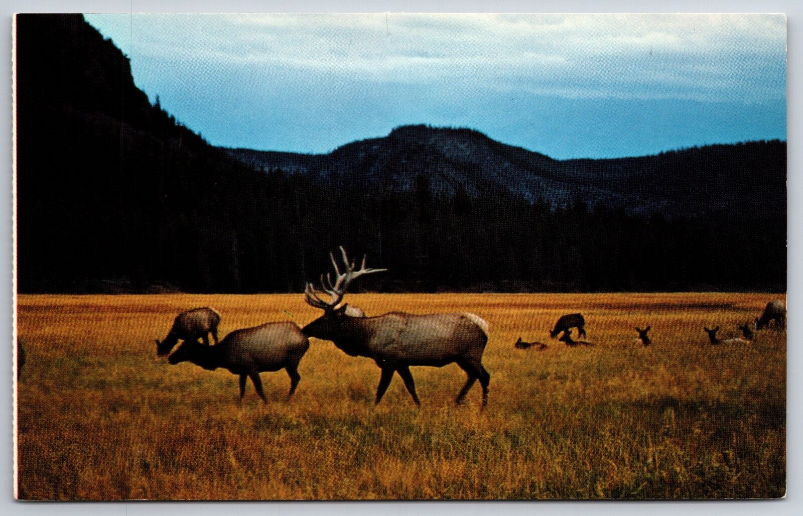 Animals~Wyoming~Elk Grazing In A Meadow W/ Mountains In View~Vintage Postcard